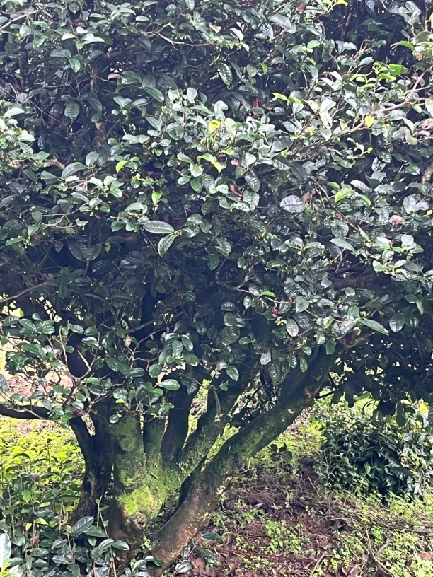 2024年古树单株纯料500多年树龄