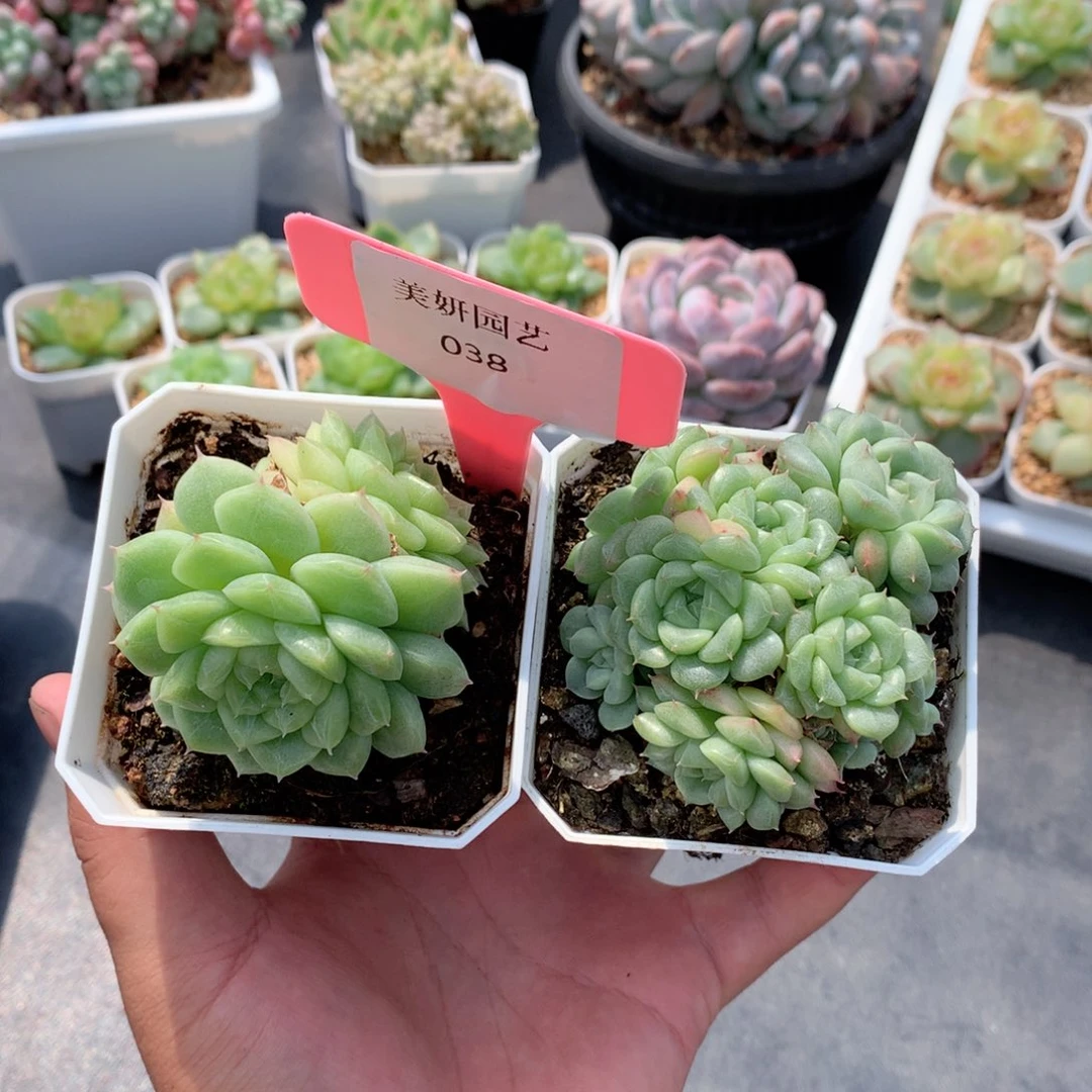 多肉植物。038。麦秆2颗