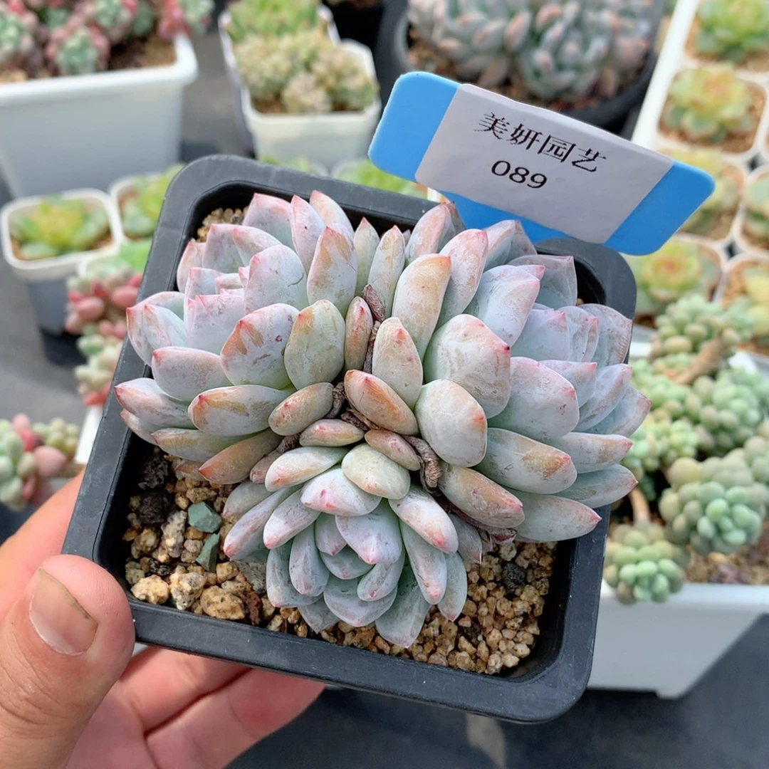多肉植物。089。星影