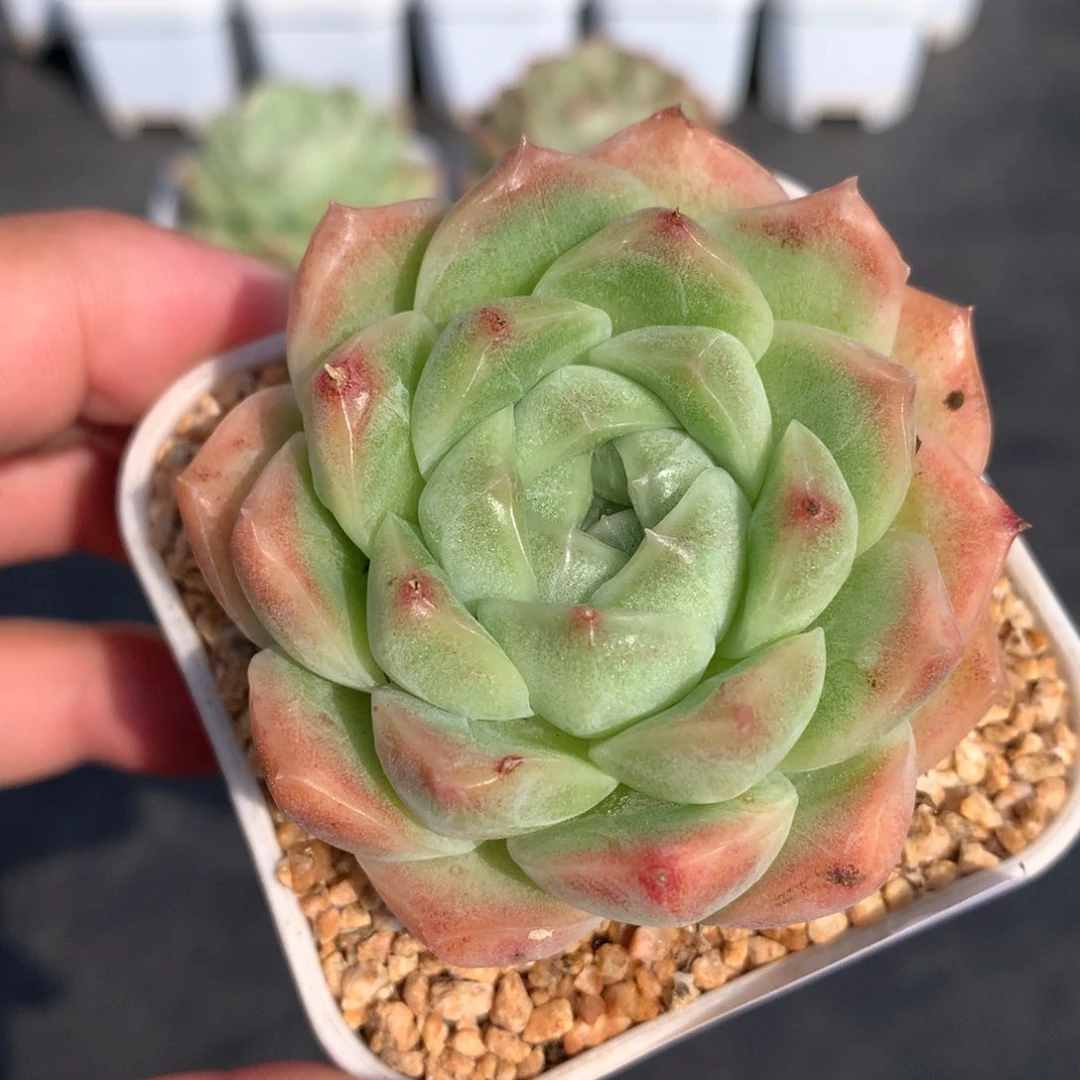 多肉植物。37麦秆