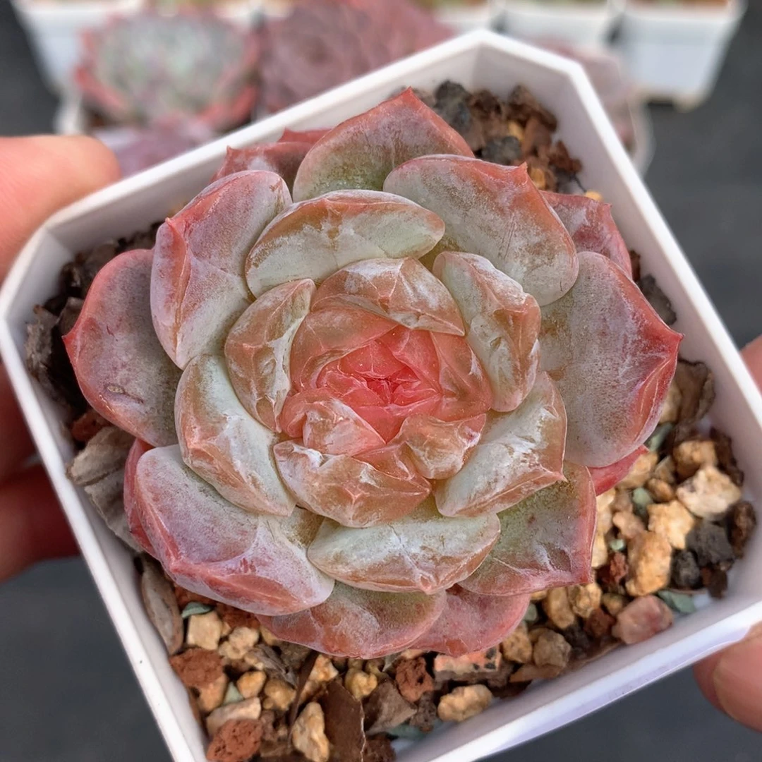 多肉植物。417糖心