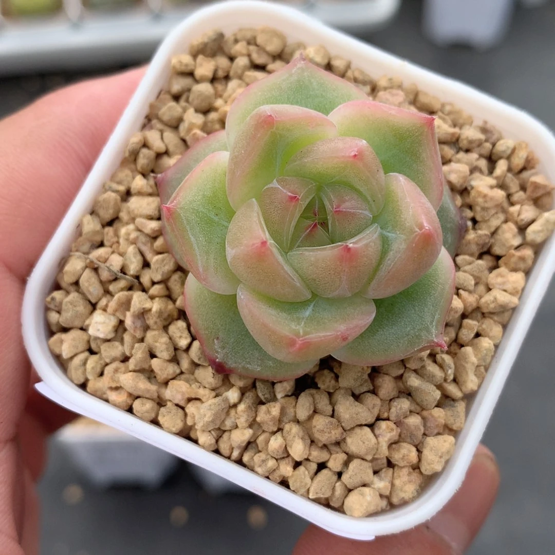 多肉植物。08-112珍妮