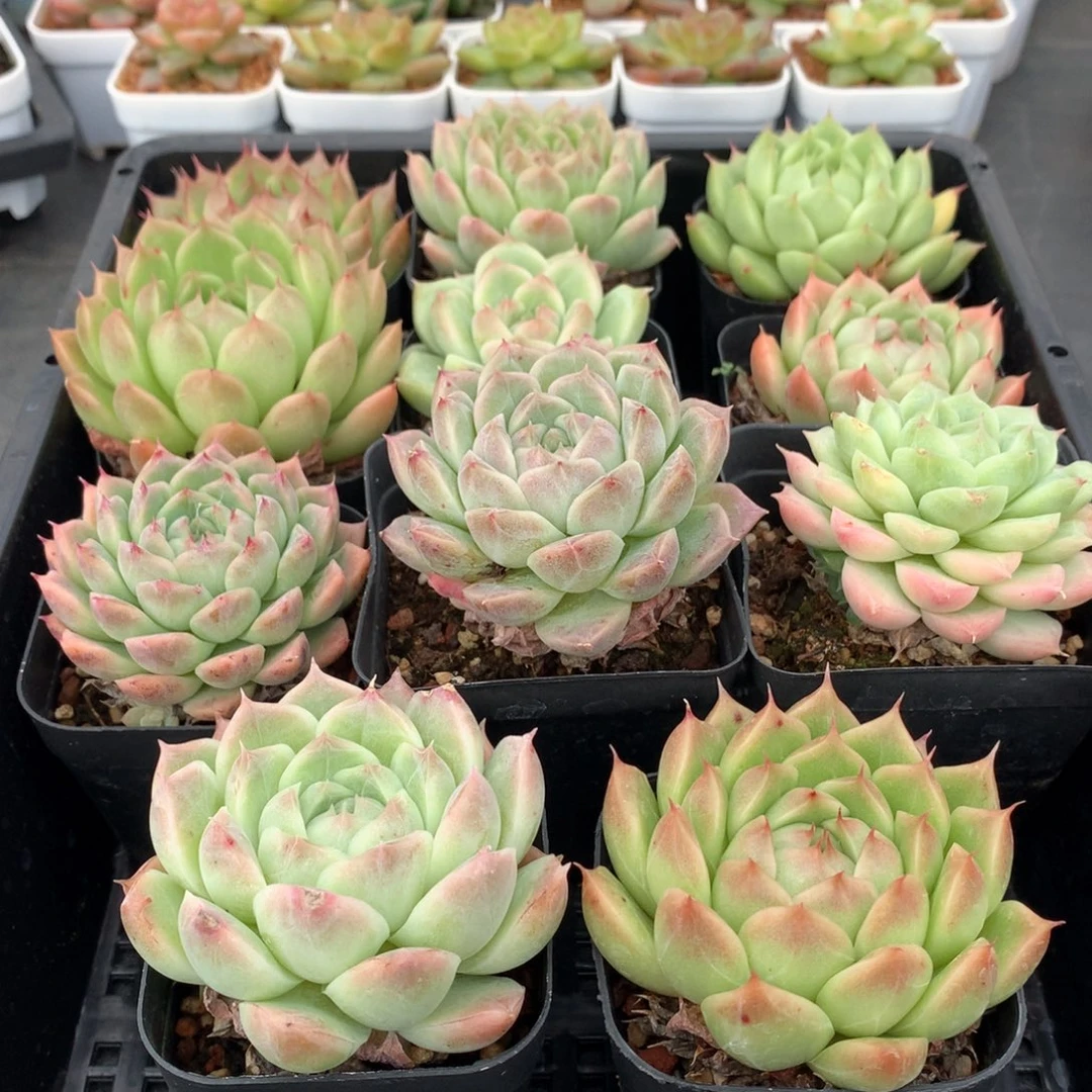 多肉植物。863麦秆套餐11颗