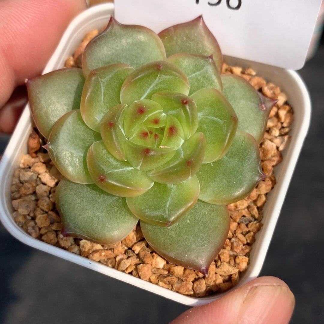 多肉植物。196珍妮