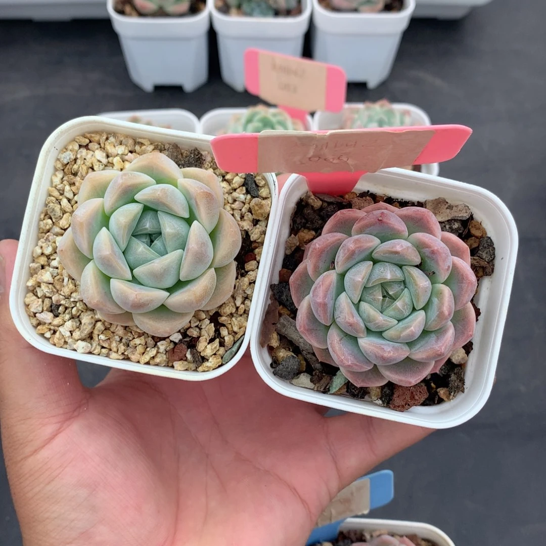 多肉植物。066。白桃3颗