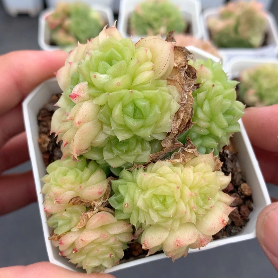 多肉植物 510麦秆