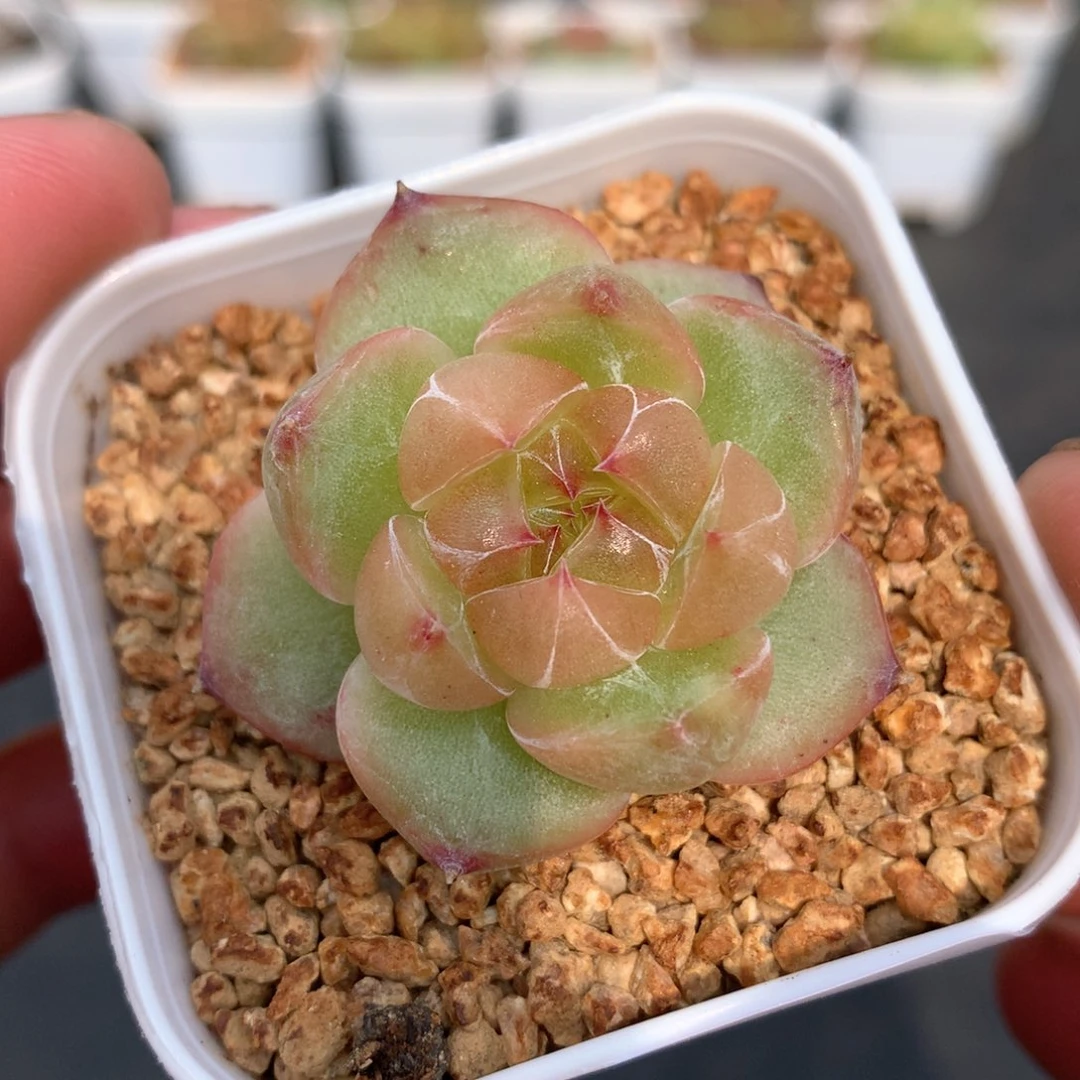 多肉植物。172珍妮