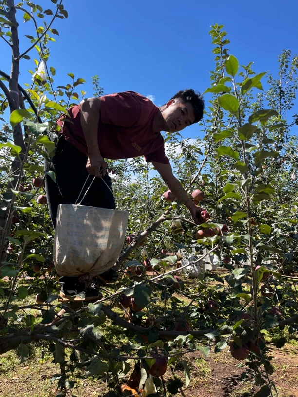 大凉山应季鲜果新鲜采摘