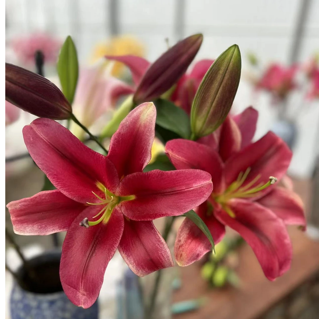【新品】永恒的爱 蜜甜香,花朵巨大,很热烈日的红