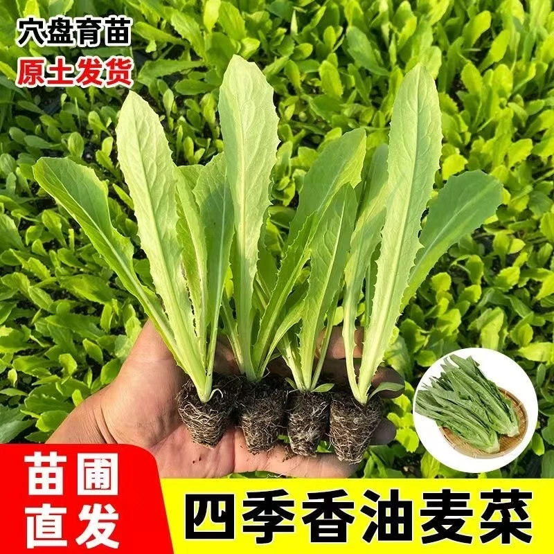 油麦菜苗秧苗麦香味油麦菜大叶香甜油麦菜苗甜脆油麦菜四季蔬菜苗
