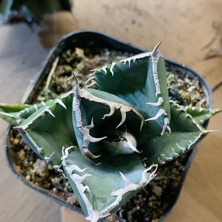 龙舌兰立可白多肉