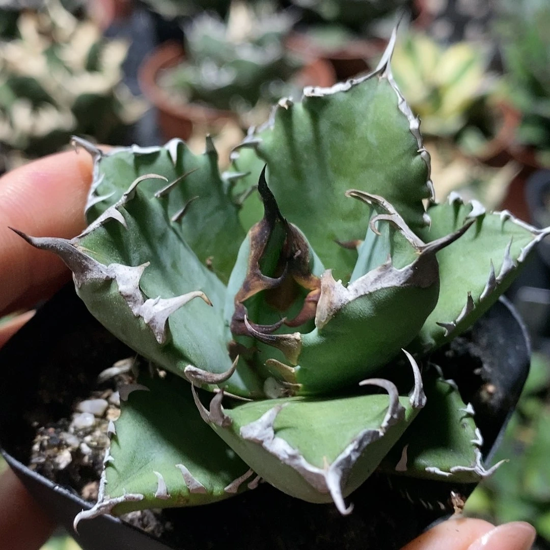 龙舌兰 姬仁 多肉