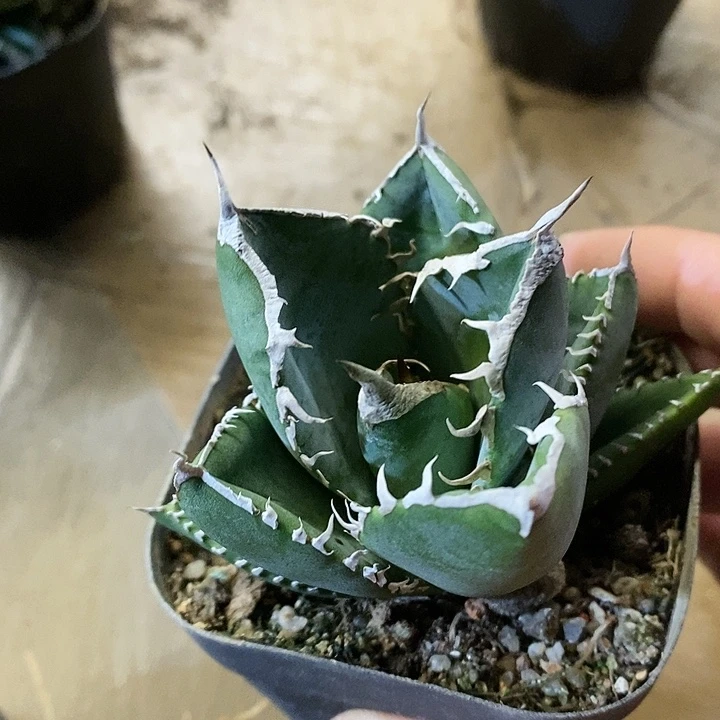 伟****索龙舌兰 立可白 多肉