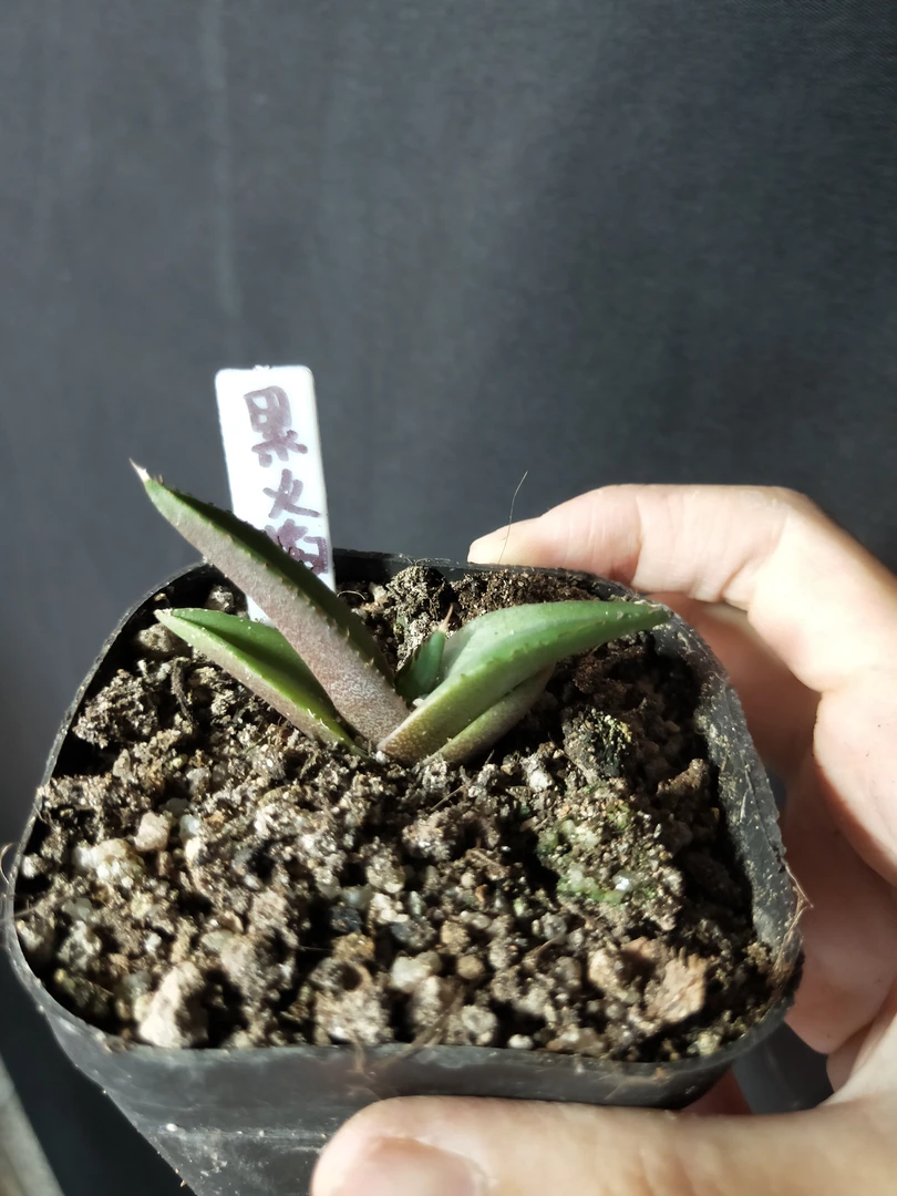 龙舌兰（黑火焰）5cm多肉