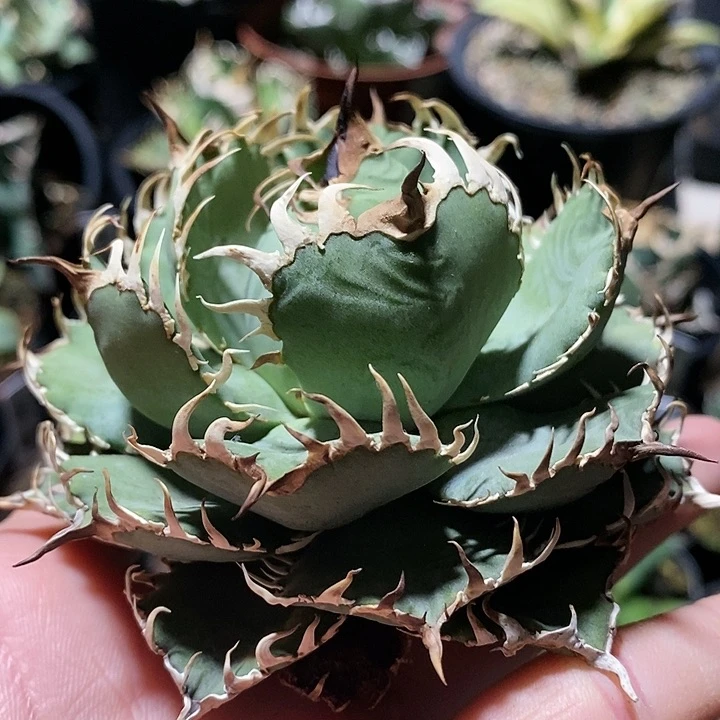 不***龙龙舌兰 蕾丝 多肉