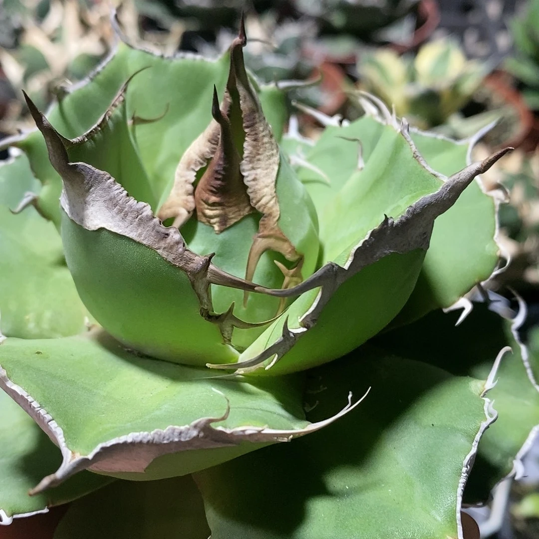 心****猛龙舌兰 黑豹 多肉