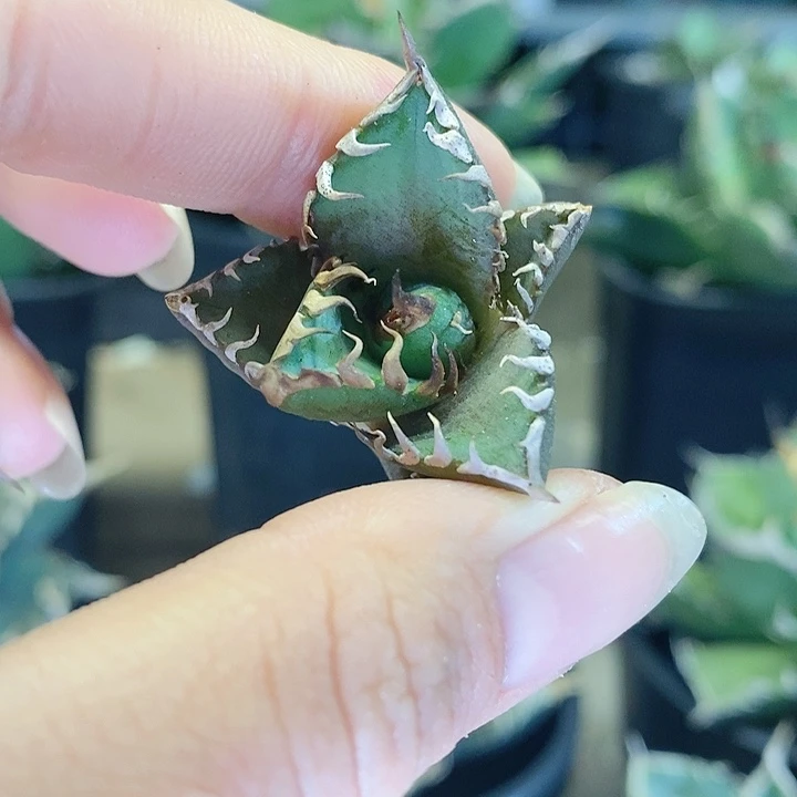 人***节龙舌兰 红猫顶芽