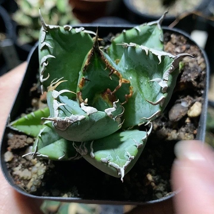 龙舌兰 魔王 多肉