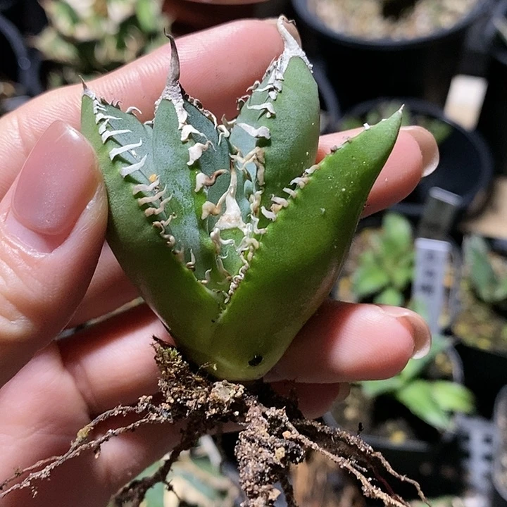 龙舌兰 立可白 多肉