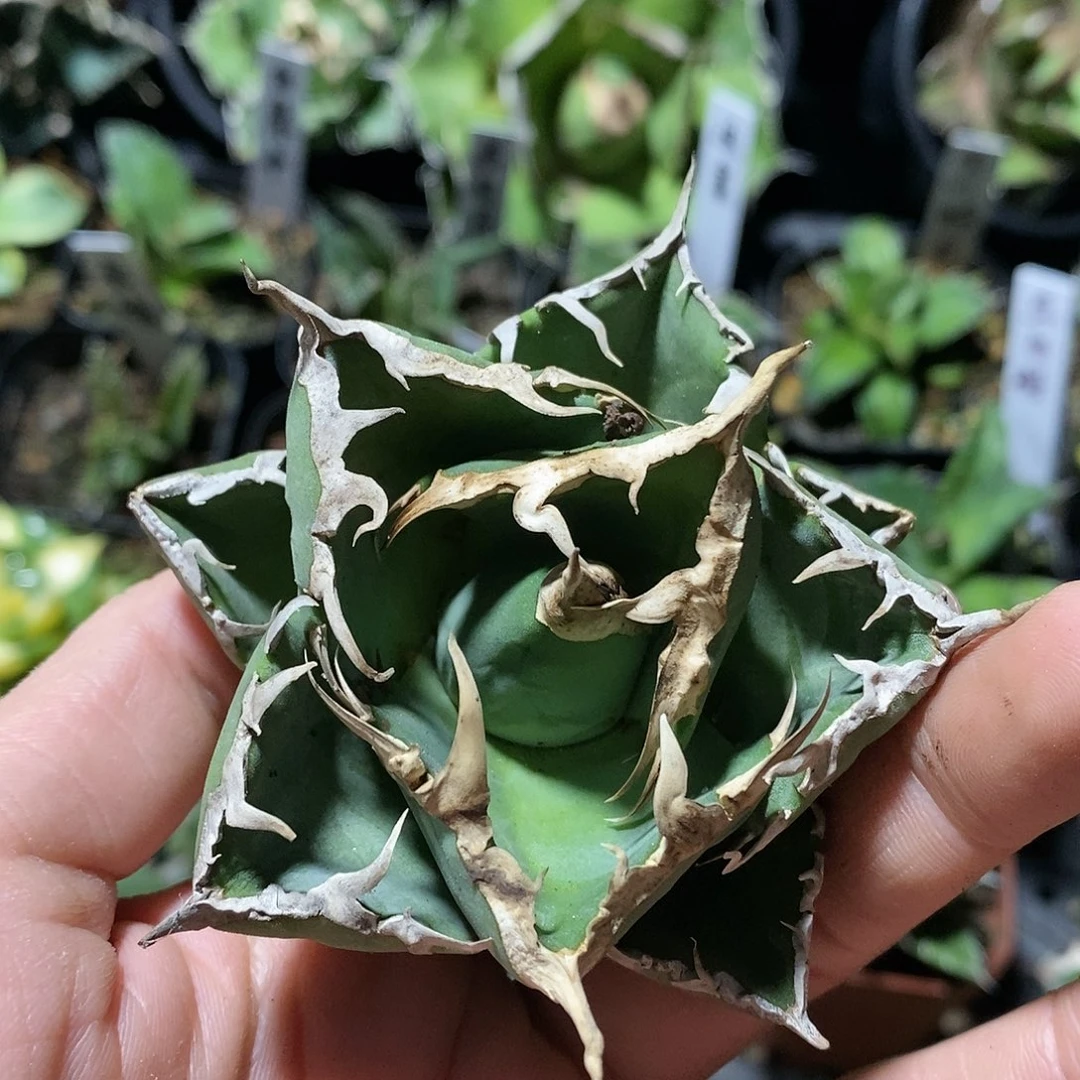 抖***康龙舌兰 螃蟹 多肉