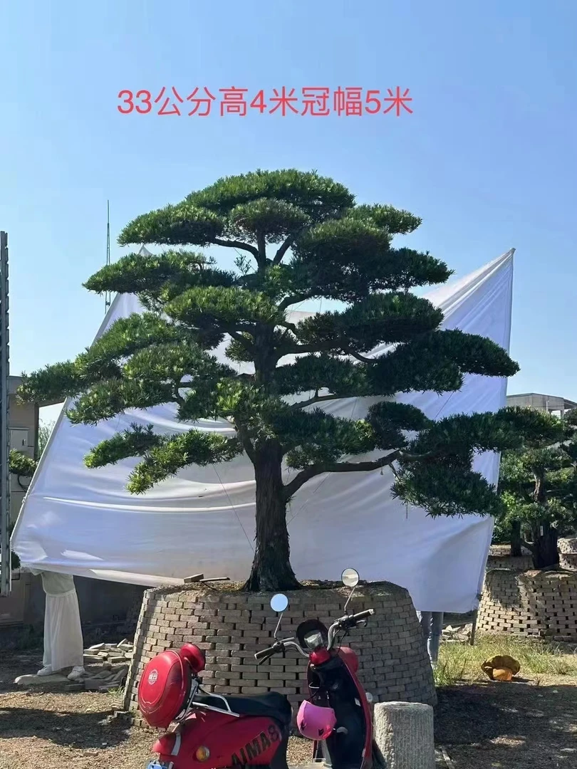 原生小叶雀舌罗汉松绿植