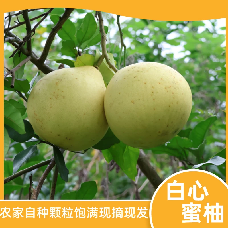 农家自种白心蜜柚新鲜水果现摘现发颗粒饱满
