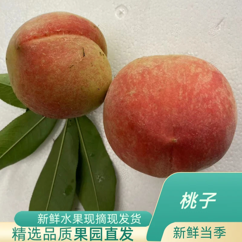 新鲜当季农家自种香甜脆桃