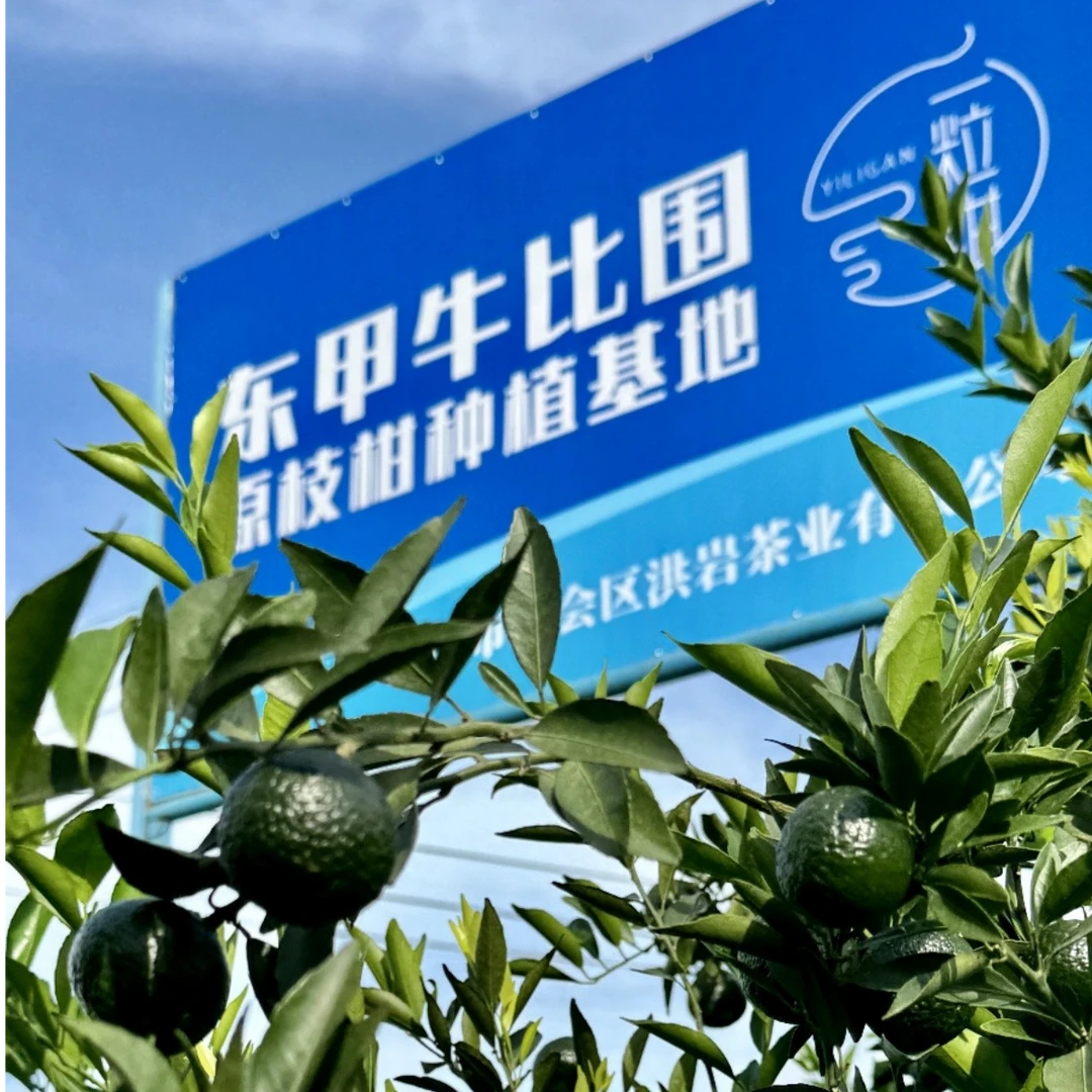 一粒柑2025年东甲牛比围原枝7年树二红