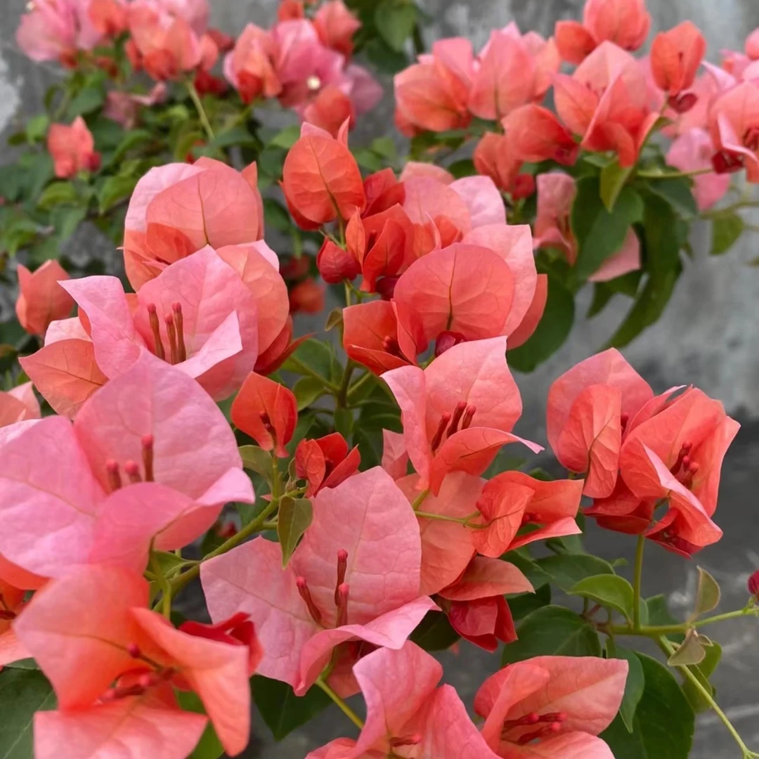 【1苗19.8米不甜西瓜】三角梅爬藤四季开花勤花飘枝(不带花)