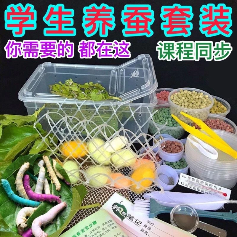 蚕宝宝学生养蚕套装活体幼虫蚕子蚕卵蚕种嫩桑叶新鲜春蚕天然金丝