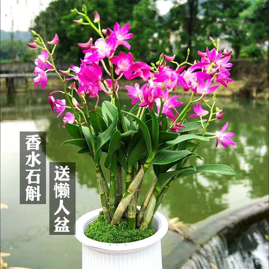 【带花苞】香水石斛兰兰花盆栽花卉绿植室内植物桌面茶桌小盆景国兰