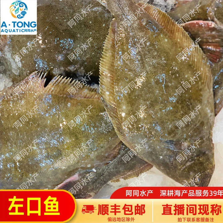 【阿同水产】左口鱼半边鱼 直播间现称500g