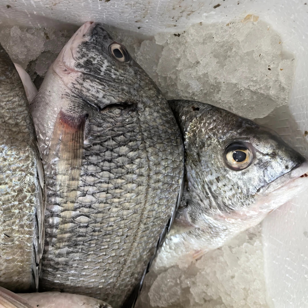 【阿同水产】新鲜野生海鱼黑鲷鱼海鲫鱼