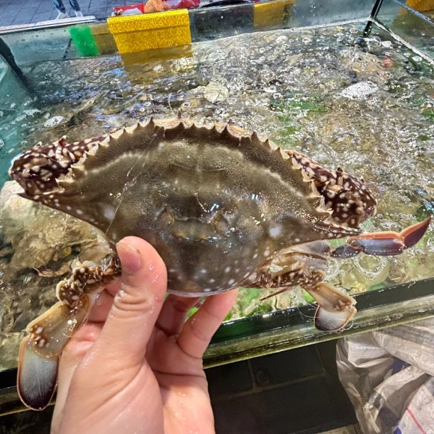 【保鲜不保活】新鲜梭子蟹公蟹单只规格1两以上1斤直播间现称