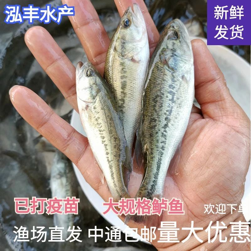 活体鲈鱼 加州鲈鱼 大口黑鲈鱼 渔场直发 宠物鲈鱼