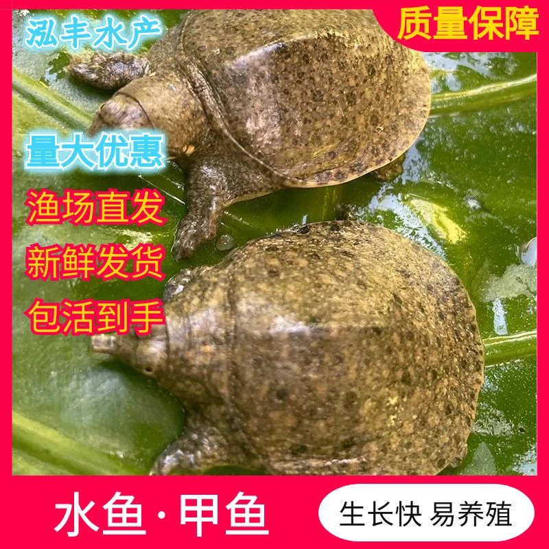 宠物活体小甲鱼 团鱼 水鱼 龟鳖鱼塘水库 渔场直发 观赏小甲鱼
