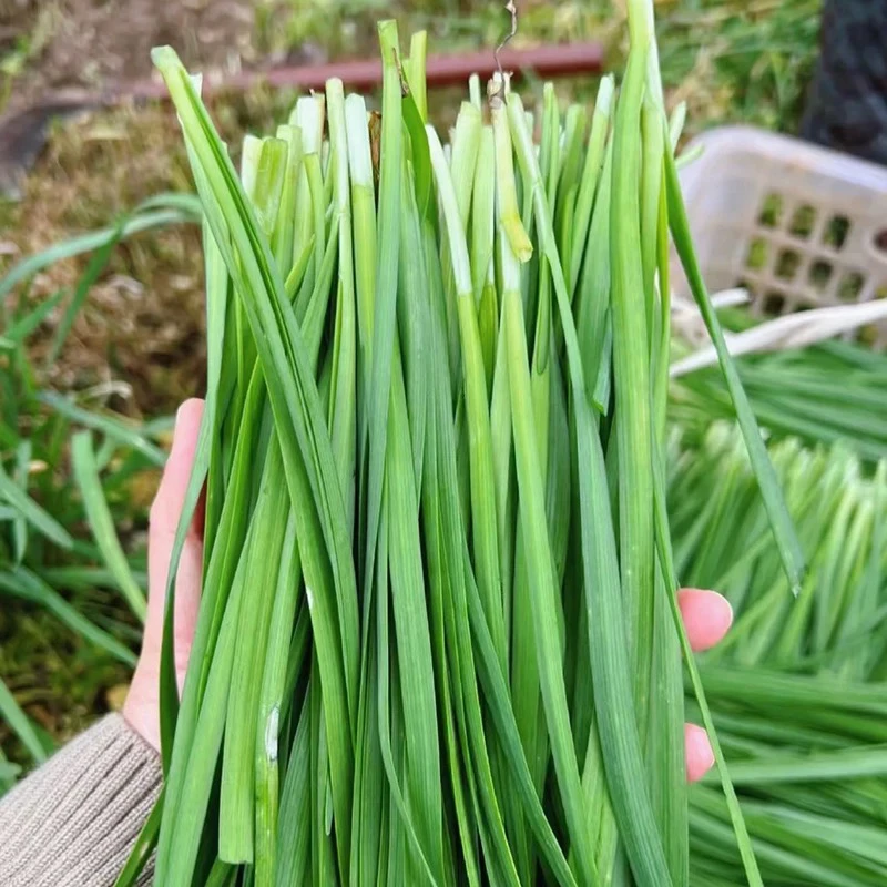 天津本地安心韭菜 2斤/3斤现割现发 顺丰包邮绿色蔬菜