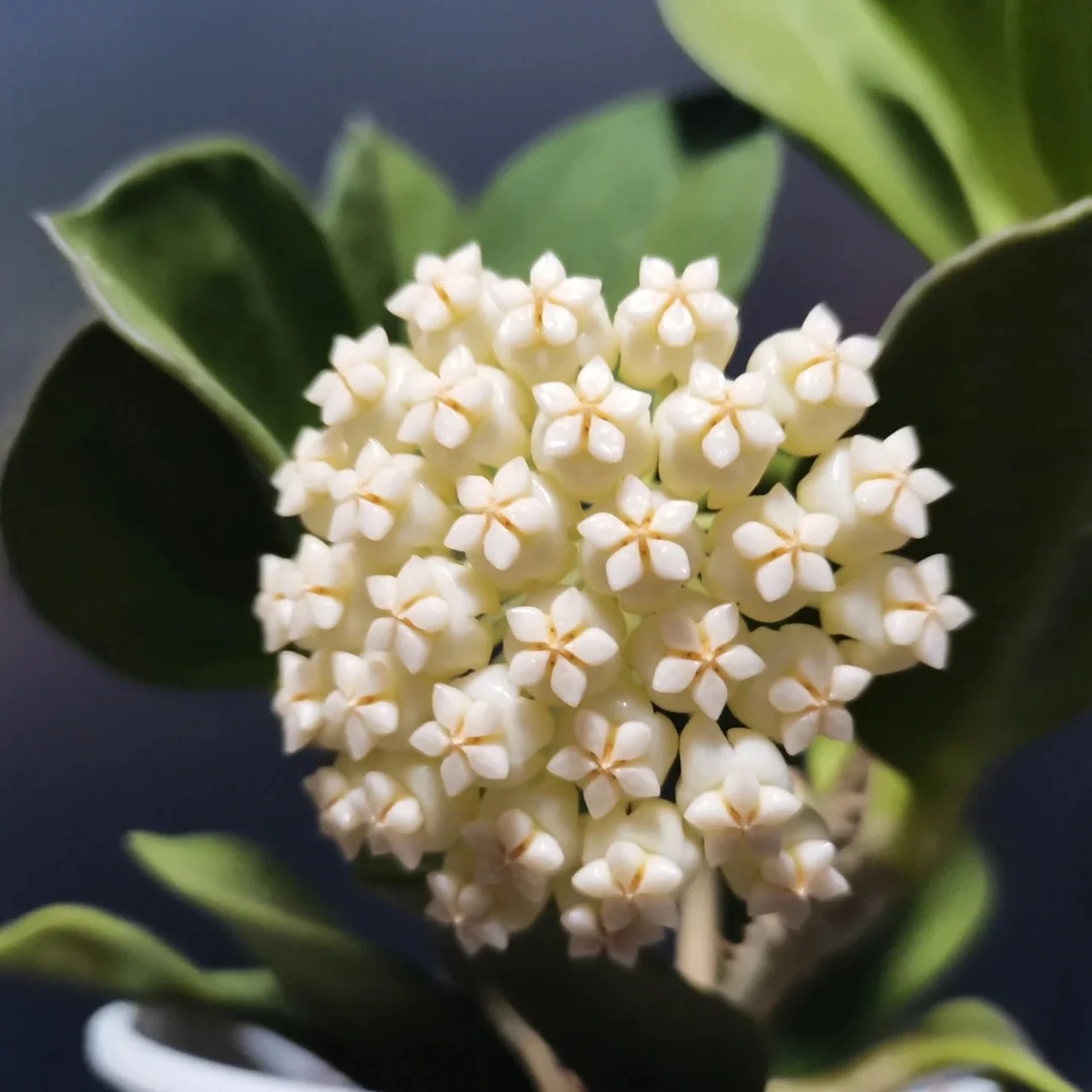 白粗球兰 开花球兰 垂吊爬藤 办公室阳台 书桌盆栽 四季盆栽