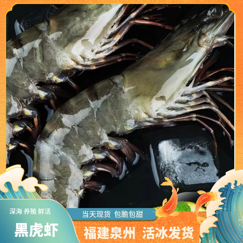 福建深海【黑虎虾】深海捕捞鲜活冰冻锁鲜渔船直供发货新鲜到家美
