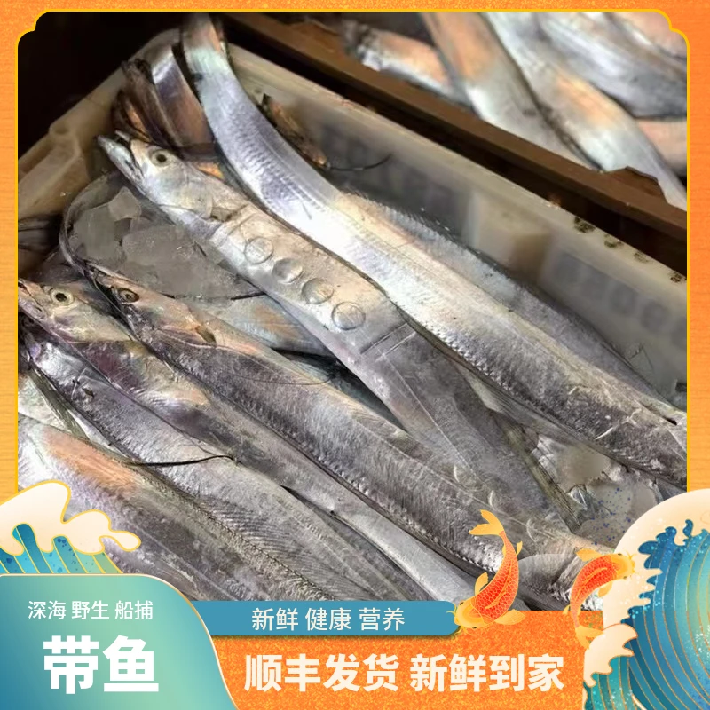 福建船捕单【带鱼】顺丰当天冰鲜发货