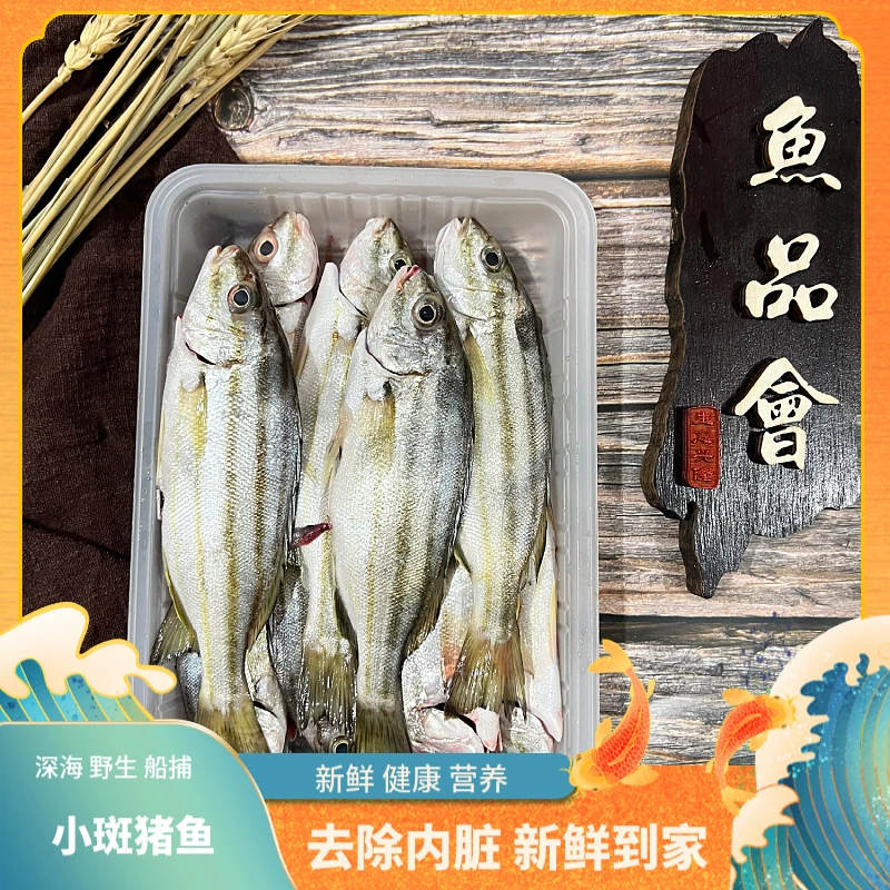 福建船捕【斑猪鱼】顺丰当天冰鲜发货