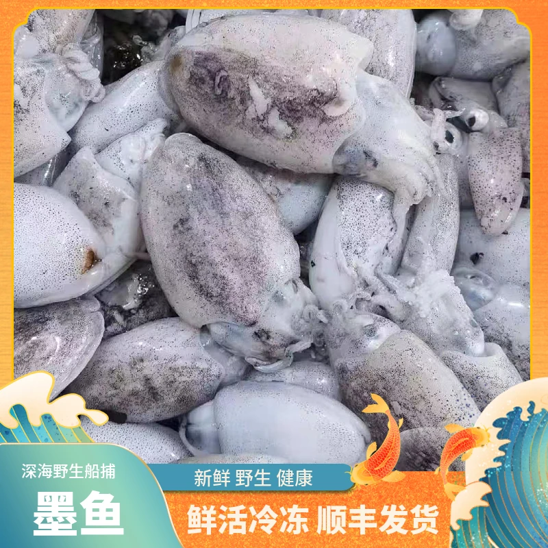 福建船捕【墨鱼】顺丰当天冰鲜发货
