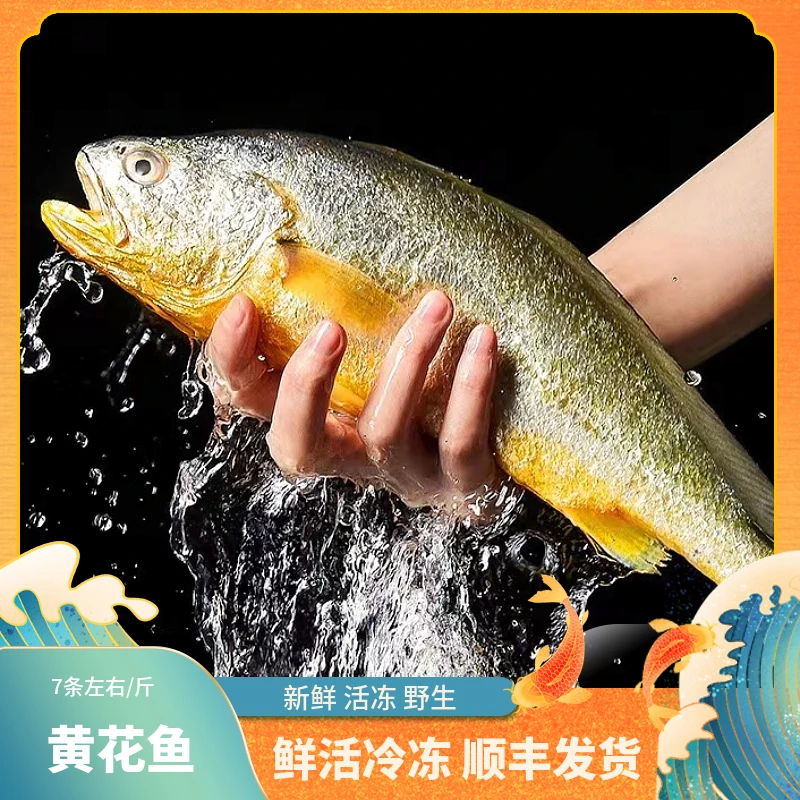 福建生态【黄花鱼】深海鲜活冷冻顺丰发货海捕净含量一斤