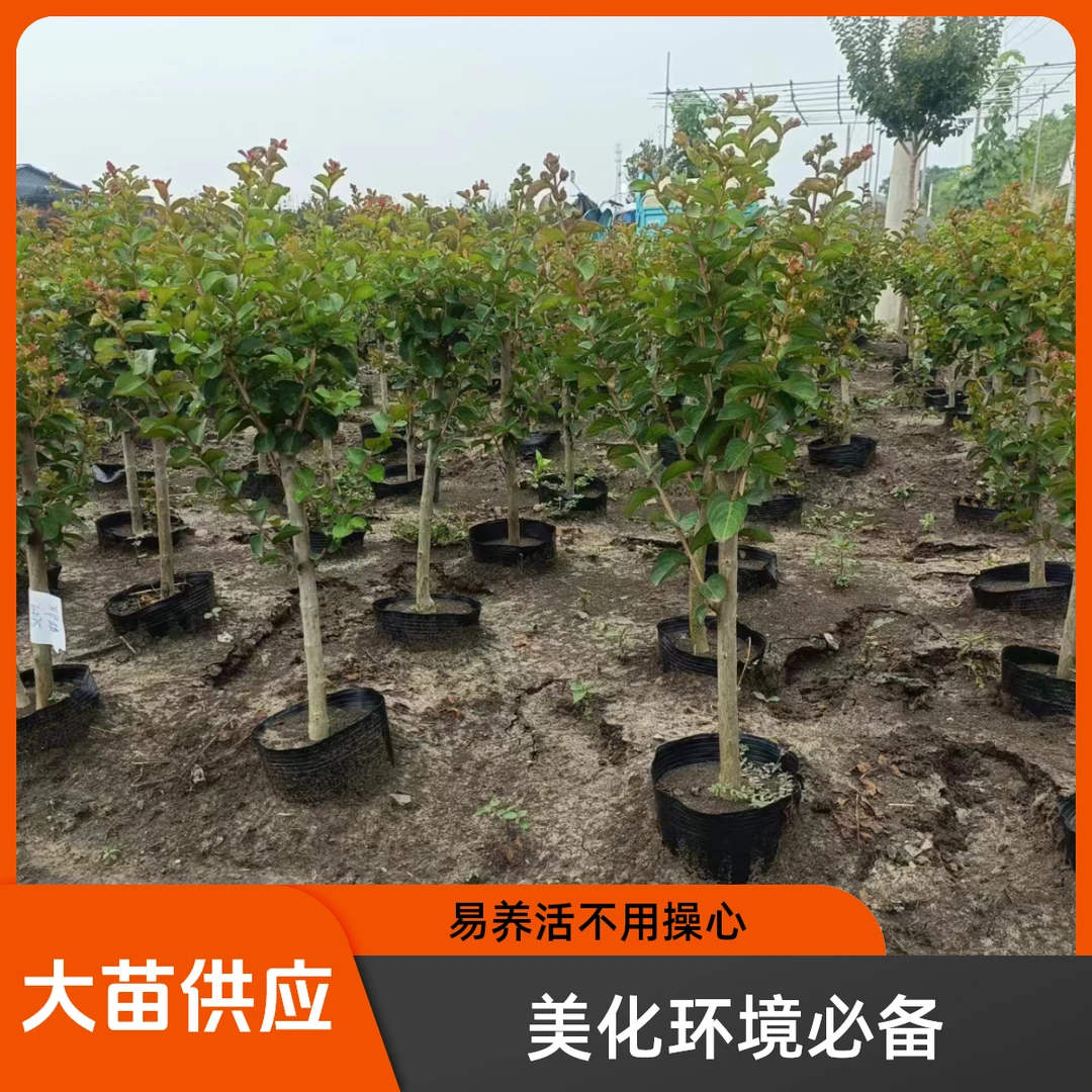 红火箭独杆棒棒糖型紫薇盆栽地栽耐寒耐热夏季开花神器