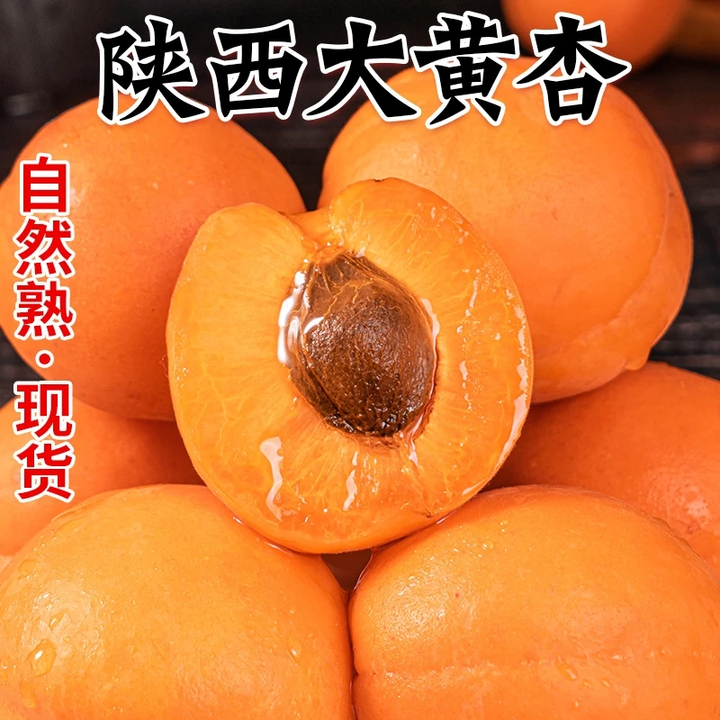 陕西大黄杏子新鲜水果当季特大巨蜜金太阳杏酸甜杏子整箱包邮
