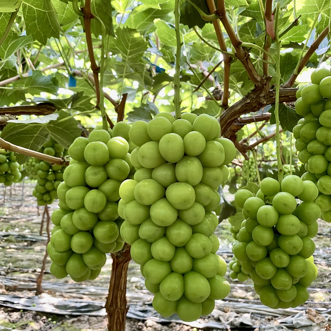 四川大凉山阳光玫瑰香印晴王葡萄坏果包赔新鲜采摘（顺丰包邮）
