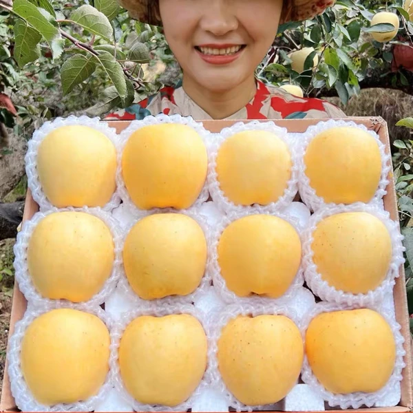 脆甜！山东烟台苹果栖霞奶油苹果水果黄色苹果山区霜降多汁