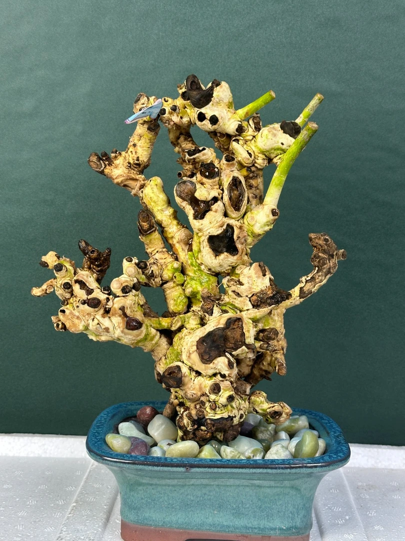 海岛米叶栀子花室内盆栽盆景栀子花生桩观花观叶观果植物