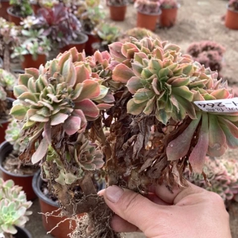 264红袖满25包邮多肉