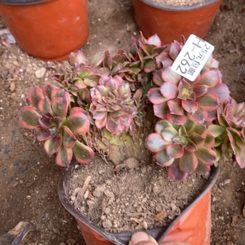 262琳琅缀满25包邮多肉